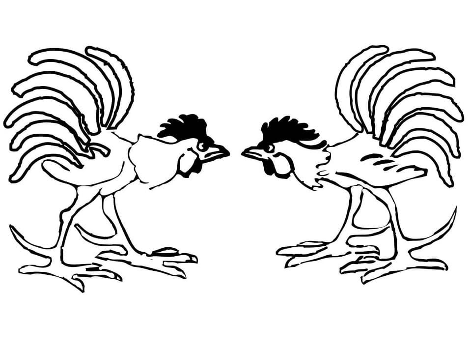 Gà Trống Chọi Nhau