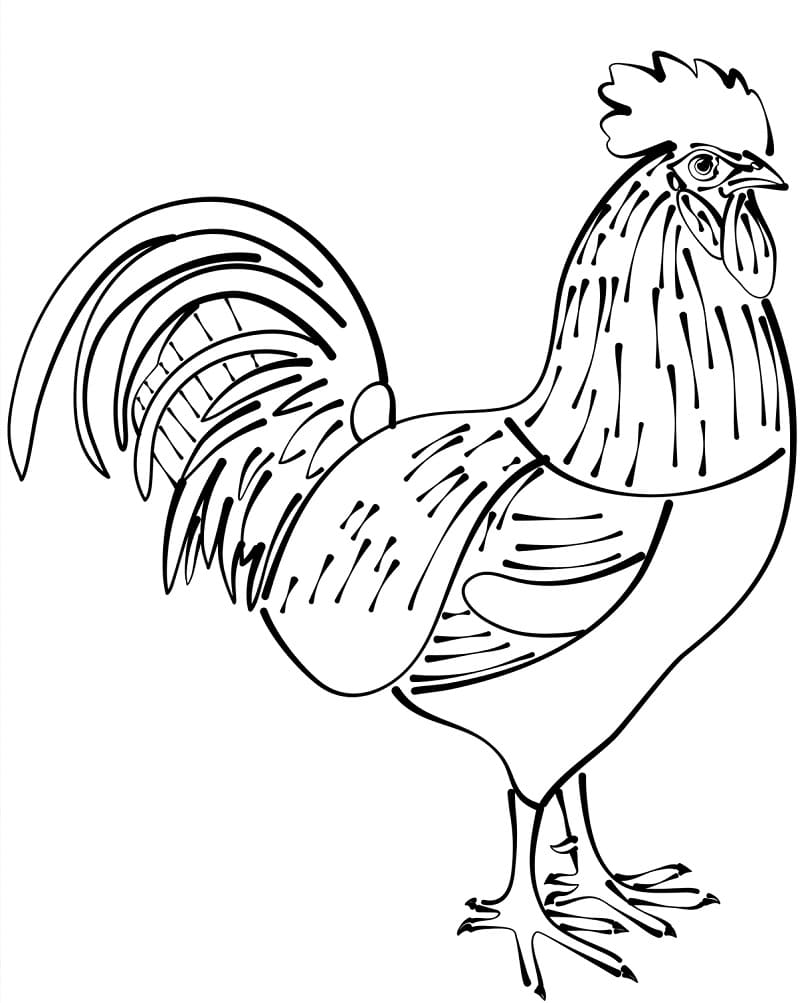 Một Con Gà Trống